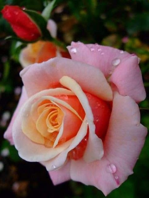 Bloemenfoto